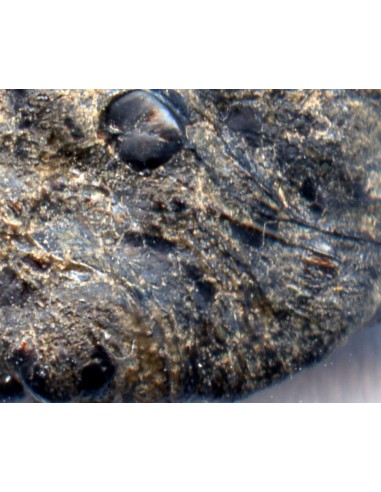 Tissint martian meteorite oriented