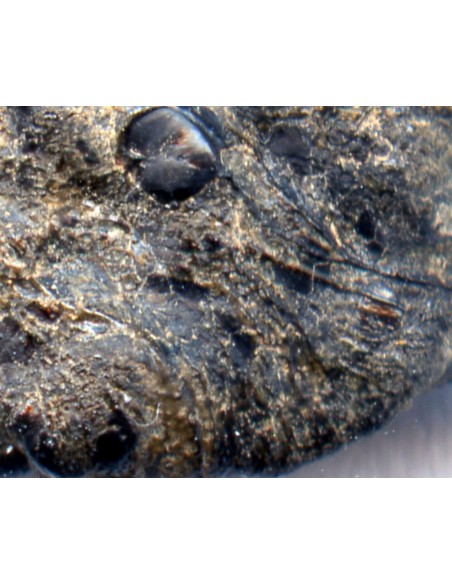 Tissint martian meteorite oriented