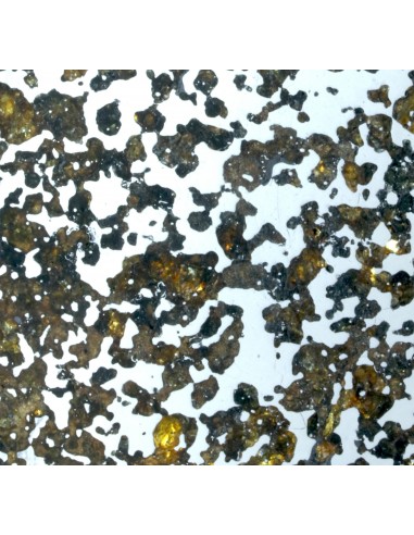 Lov 263 Pallasite Slice – Ungrouped Pallasite with Olivine & Pyroxene