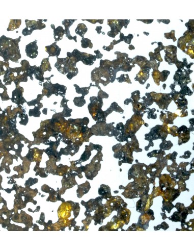 Lov 263 Pallasite Slice – Ungrouped Pallasite with Olivine & Pyroxene