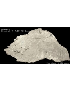 Aletai – Monumental Iron Meteorite Slice, 7.94 kg (IIIE-an)