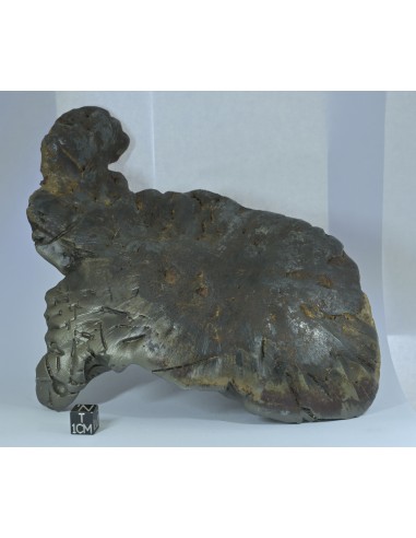 Oriented Iron Meteorite 2.76 kg – Shield Shape with Apex Flow Lines