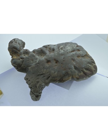 Oriented Iron Meteorite 2.76 kg – Shield Shape with Apex Flow Lines