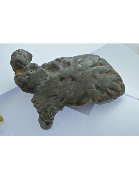 Oriented Iron Meteorite 2.76 kg – Shield Shape with Apex Flow Lines