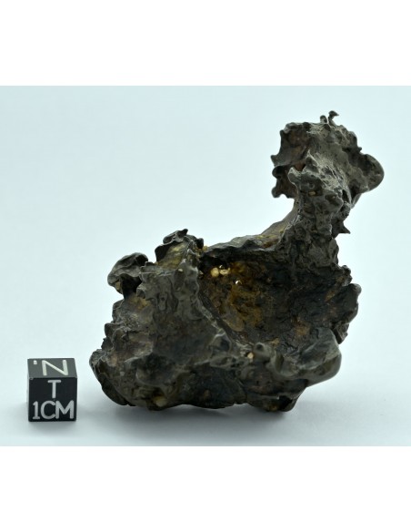 Golden Pallasite 131.80 g – Natural Individual with animal-like shape