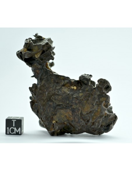 Golden Pallasite 131.80 g – Natural Individual with animal-like shape
