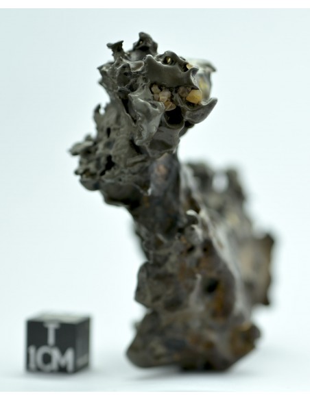 Golden Pallasite 131.80 g – Natural Individual with animal-like shape