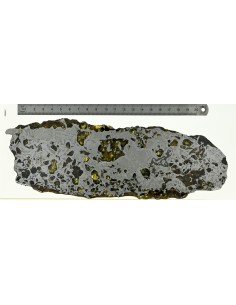 Seymchan Pallasite 395 g Slice – Widmanstätten Pattern & Golden Olivin