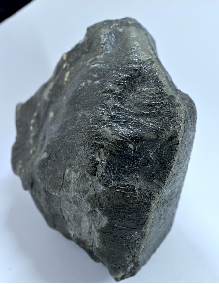 NWA 17939 Oriented Eucrite – Shield-Shaped Complete Individual 595 g
