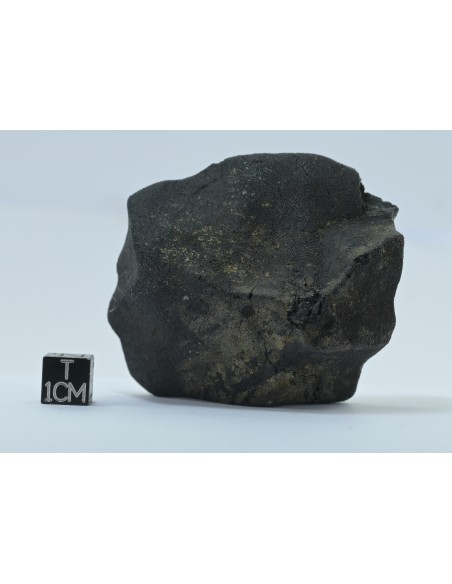 Murchison CM2 Carbonaceous Chondrite 134.85 g | Complete Witnessed Fal