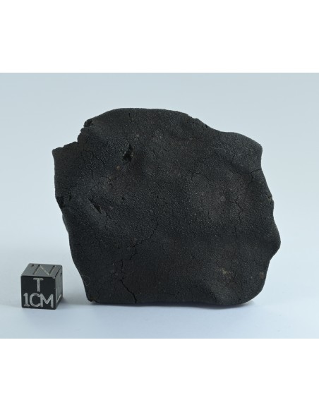 Murchison CM2 Carbonaceous Chondrite 134.85 g | Complete Witnessed Fal
