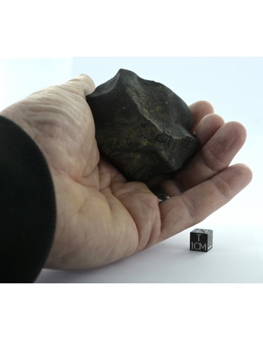 Murchison CM2 Carbonaceous Chondrite 134.85 g | Complete Witnessed Fal
