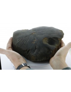 Oriented Chondrite Meteorite 9.85 kg | Shield Shape & Flow Lines