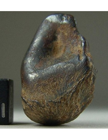 Taza Meteorite