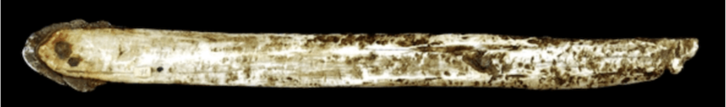 Inuit spear with an inserted fragment of the Cape York meteorite.